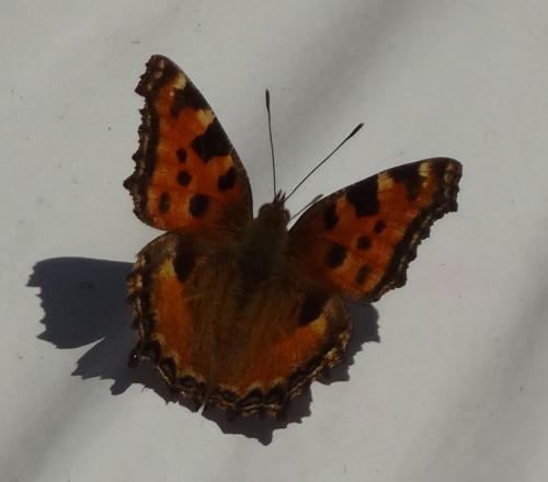 Réf. 248 716 : Nymphalis polychloros